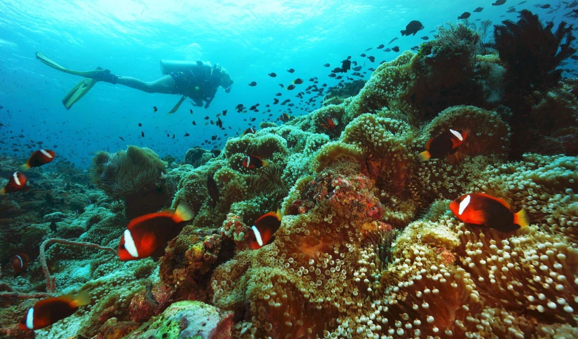 Diver on coral at Lone Tree